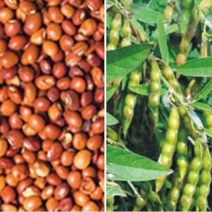 Red Gram{ Dal}